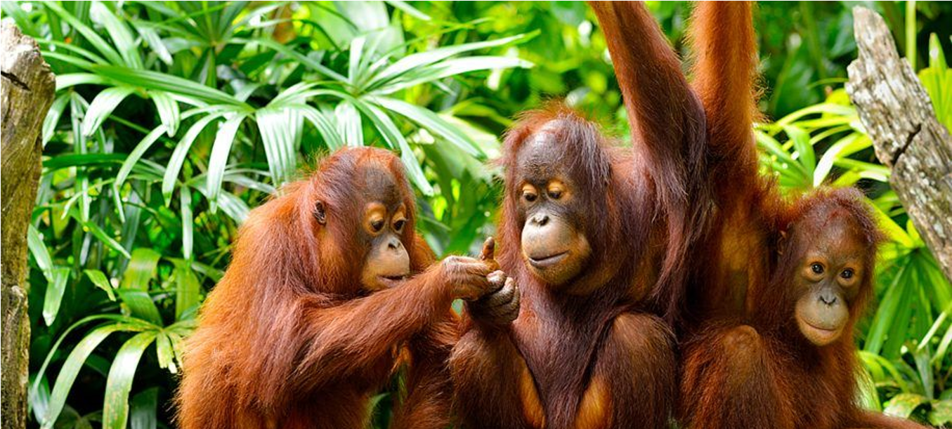 Borneo Eco Tourism